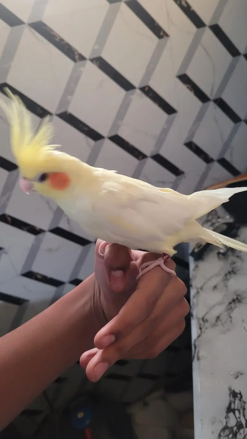 hand tame — photo 2
