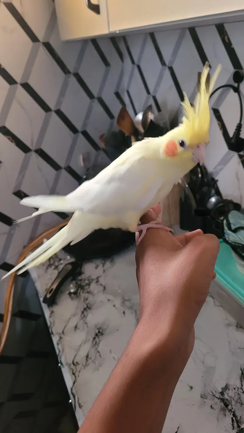 hand tame — photo 3