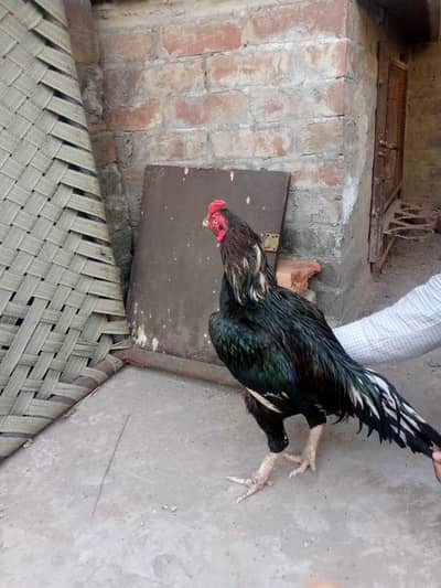 Aseel /Mianwali Lasani Aseel/Sindhi aseel long height /Lahore/ Read ad