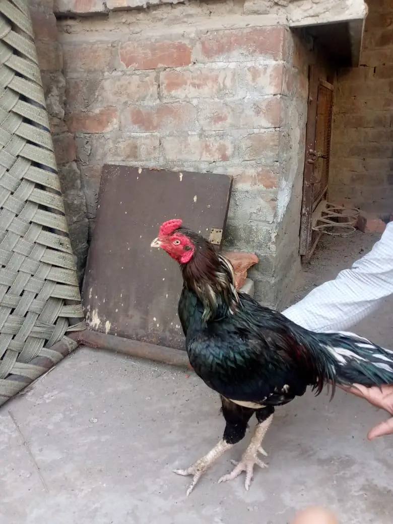 Aseel /Mianwali Lasani Aseel/Sindhi aseel /location, lahore/ no cargo — photo 6