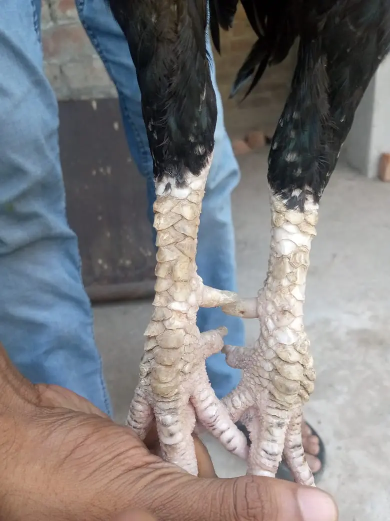 Aseel /Mianwali Lasani Aseel/Sindhi aseel /location, lahore/ no cargo — photo 10