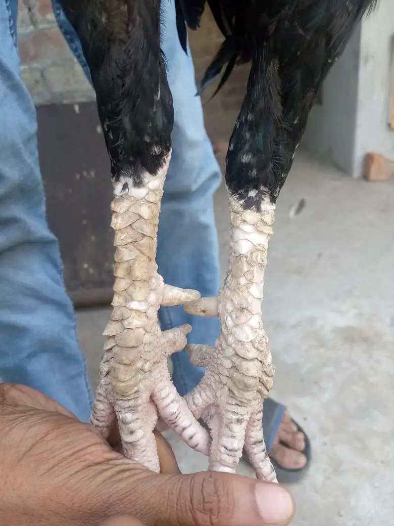 Aseel /Mianwali Lasani Aseel/Sindhi aseel /location, lahore/ no cargo — photo 9