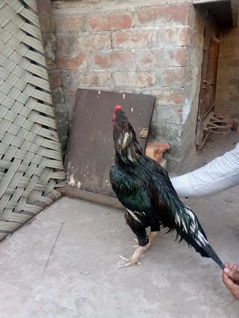 Aseel /Mianwali Lasani Aseel/Sindhi aseel /location, lahore/ no cargo — photo 8