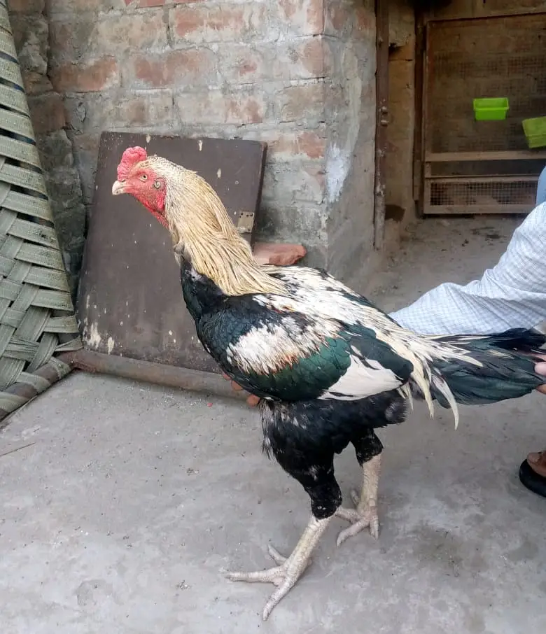 Aseel /Mianwali Lasani Aseel/Sindhi aseel /location, lahore/ no cargo — photo 12
