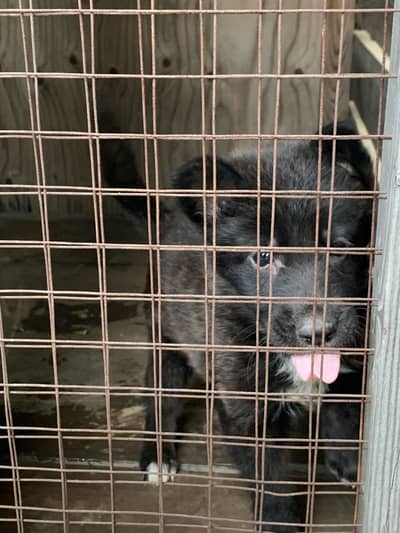 Black german shepherd puppy