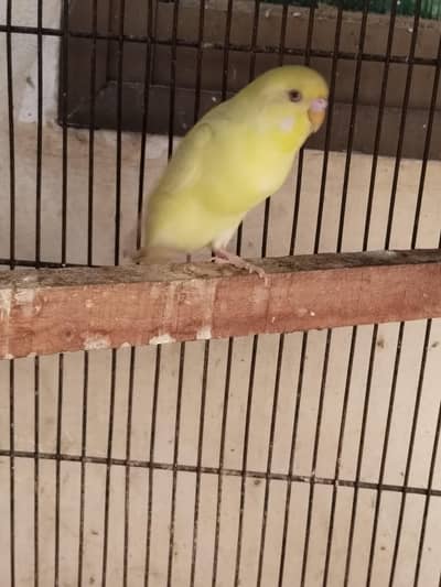 Australian red eyes king size breeder Male