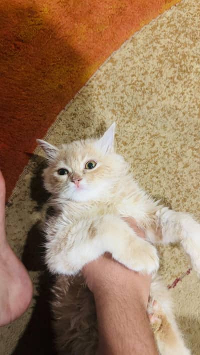 Tony name Cat