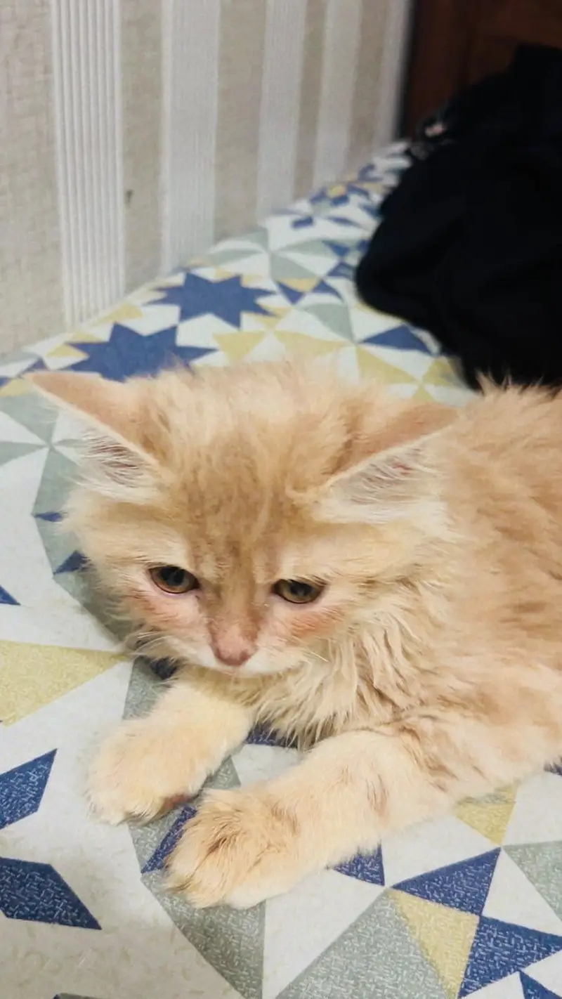 Tony name Cat — photo 2