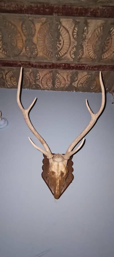 black buck / chetal  hogdeal horns available for sale