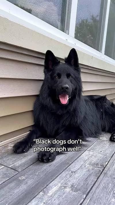 pedigree Long coated Black German shepherd puppies for sale