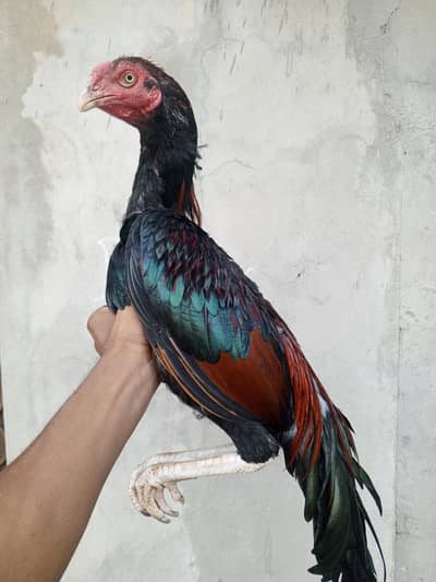 High quality patha mianwalian female