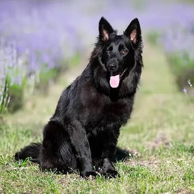 Black German shepherd puppies for sale