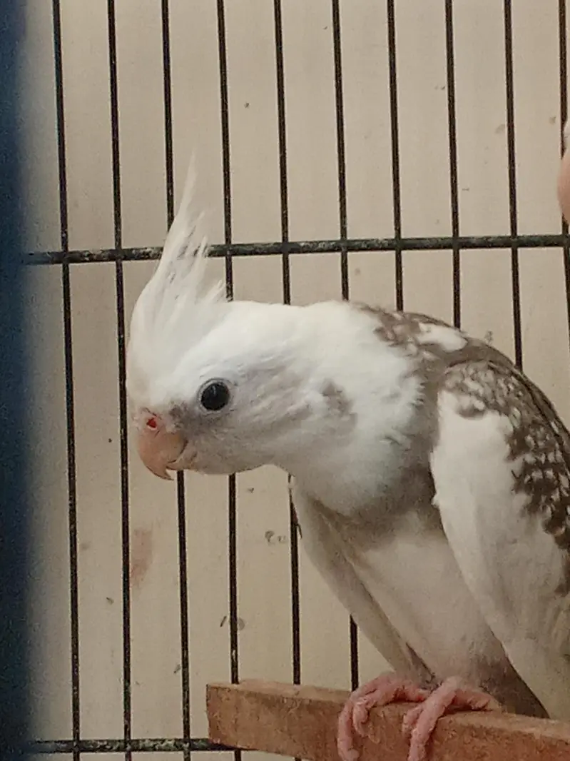 young cockatiel for sale — photo 2