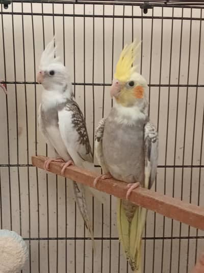 young cockatiel for sale