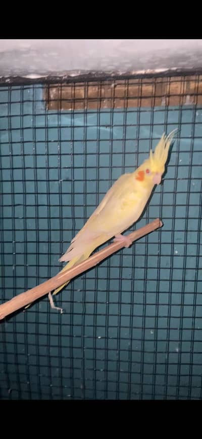 Coktail female