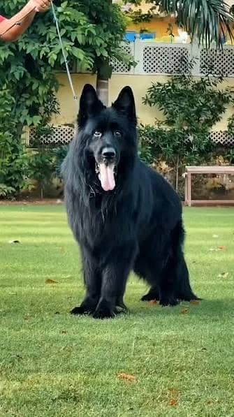 pedigree Long coated Black German shepherd puppies for sale in Lahore