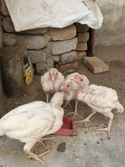 White Aseel chicks