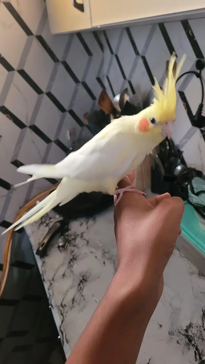 hand tame — photo 2