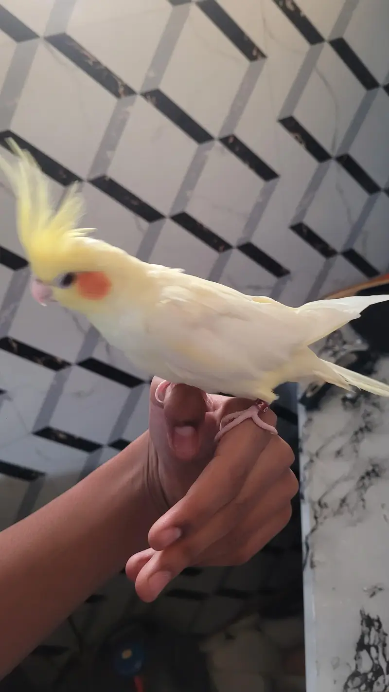 hand tame — photo 3