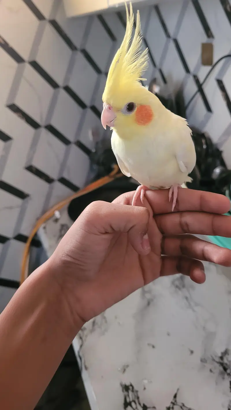 hand tame — photo 4