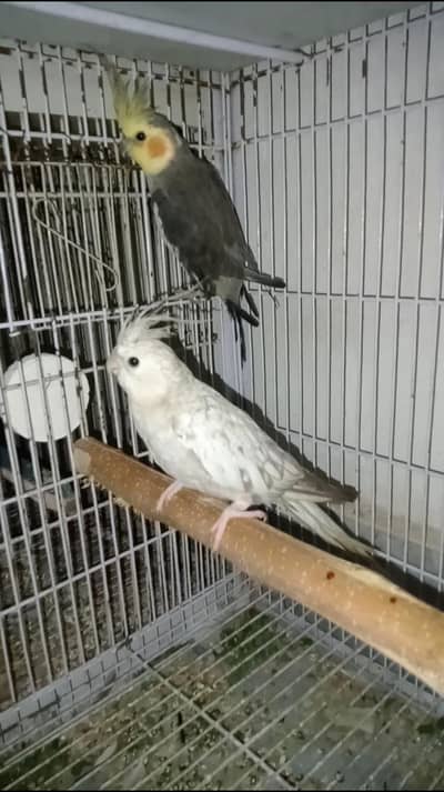 Breeder pair Yellow face X Cheery