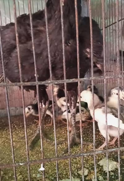 contact on WhatsApp 03035579828 pure panus or pakoye chicks home breed