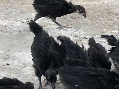 Astralop chicks for sale