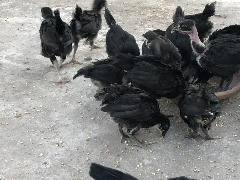 Astralop chicks for sale — photo 2