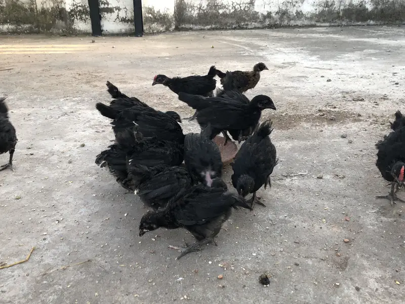 Astralop chicks for sale — photo 3