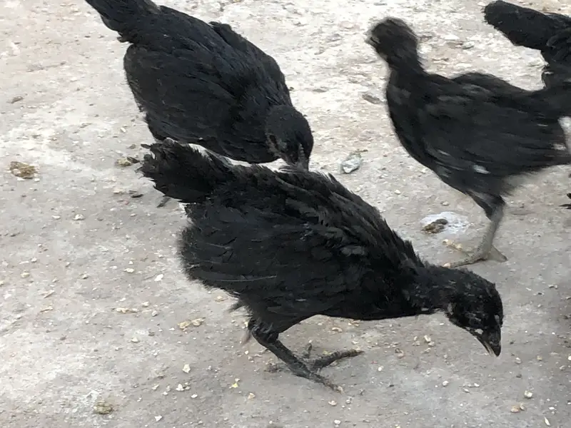 Astralop chicks for sale — photo 4