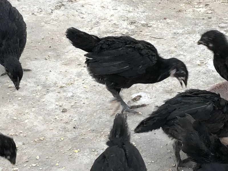 Astralop chicks for sale — photo 5