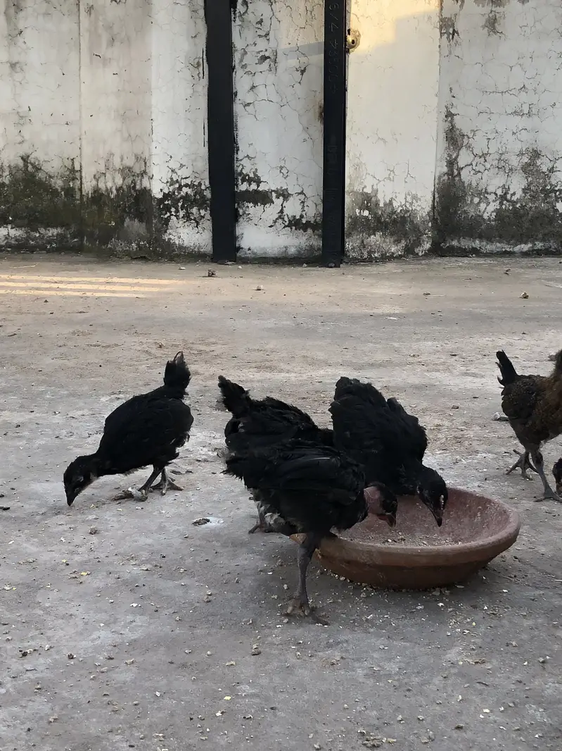 Astralop chicks for sale — photo 6