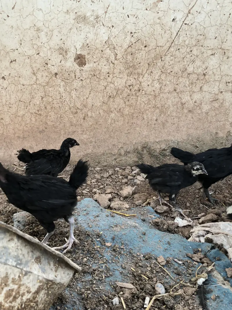 Astralop chicks for sale — photo 8