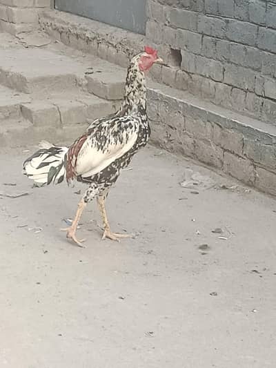aseel patha