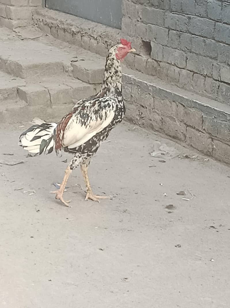 aseel patha 0