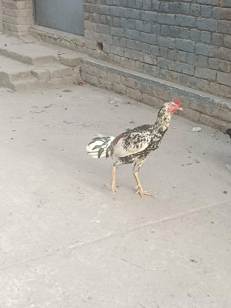 aseel patha 2