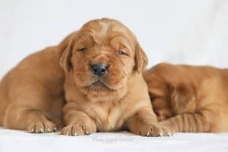 golden retriever puppy for sale in Lahore