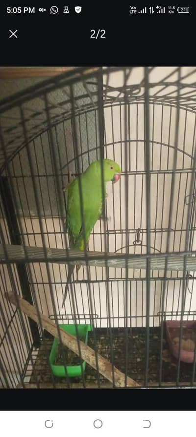Ringneck female