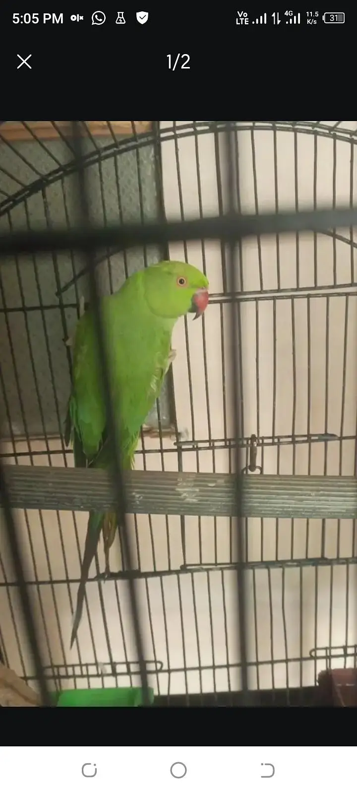 Ringneck female — photo 2