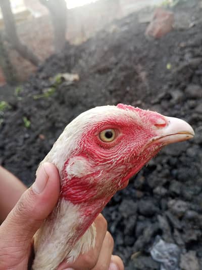 Heera aseep for sale urgent only serious buyers