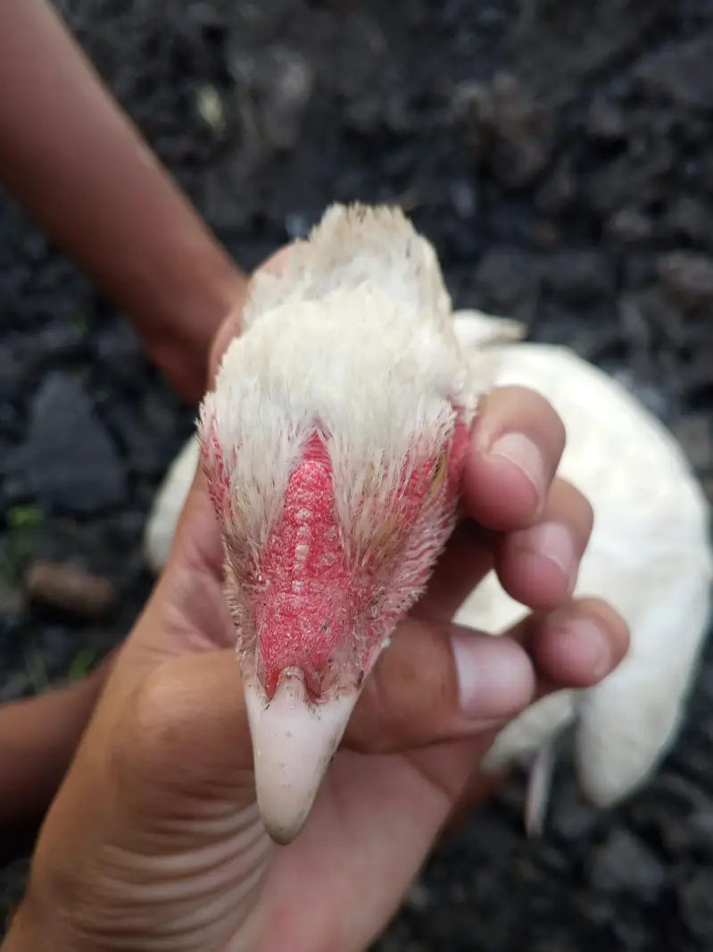 Heera aseep for sale urgent only serious buyers — photo 2