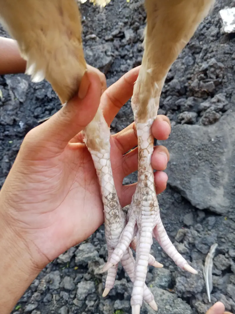 Heera aseep for sale urgent only serious buyers — photo 3
