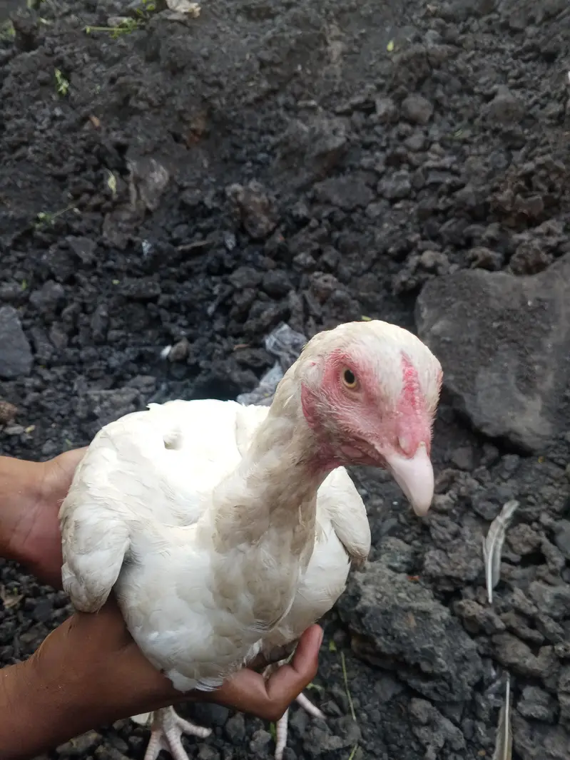 Heera aseep for sale urgent only serious buyers — photo 4