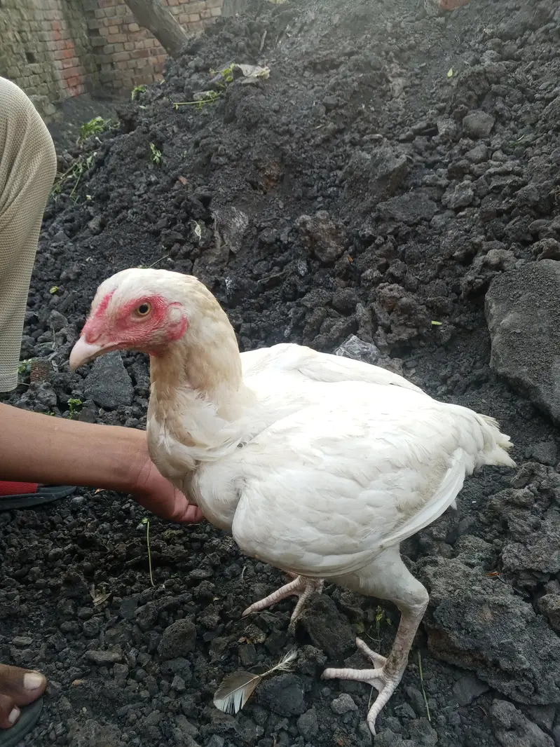 Heera aseep for sale urgent only serious buyers — photo 5