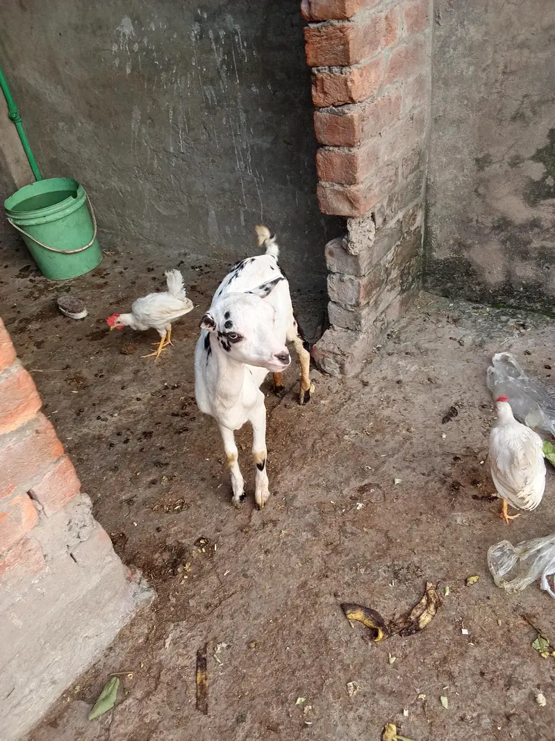 Teda kanj male and bakri gaban03264327019 — photo 2