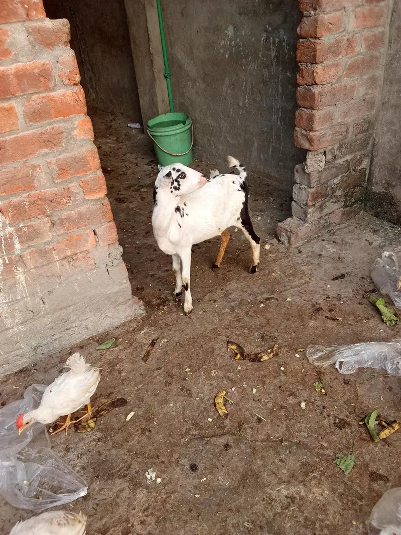 Teda kanj male and bakri gaban03264327019 — photo 3
