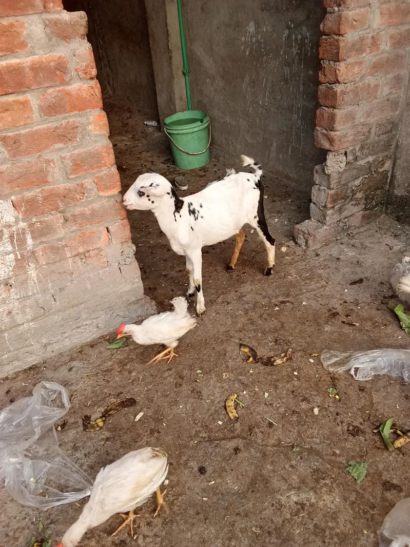 Teda kanj male and bakri gaban03264327019 — photo 4