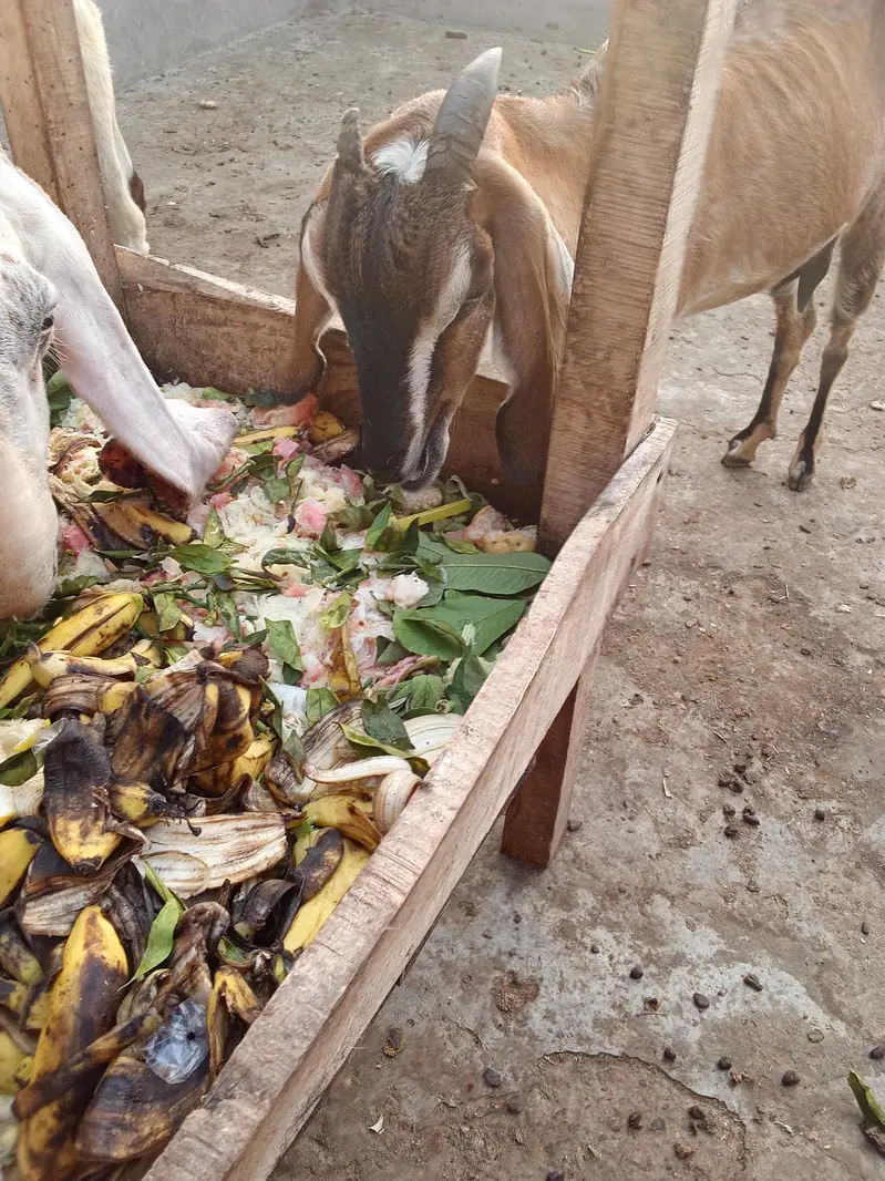 Teda kanj male and bakri gaban03264327019 — photo 5