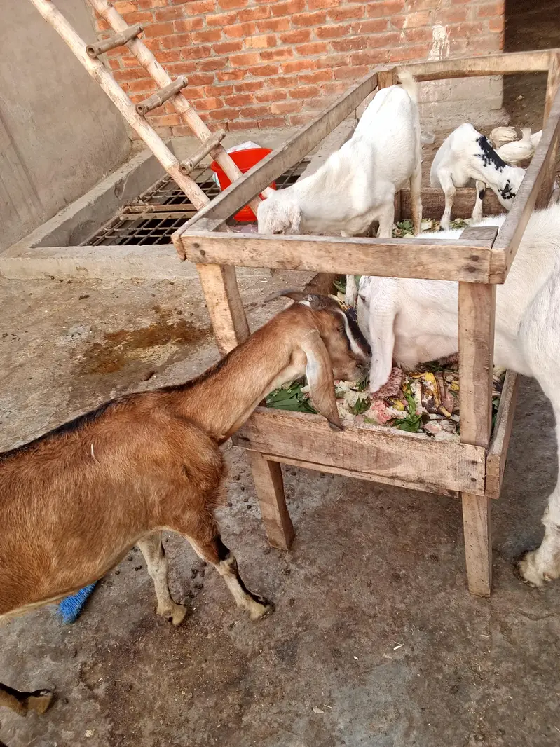 Teda kanj male and bakri gaban03264327019 — photo 6