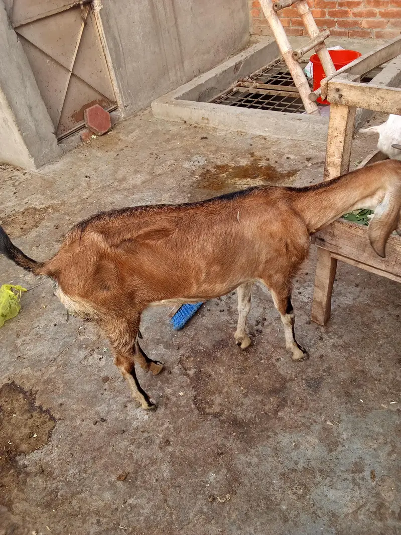 Teda kanj male and bakri gaban03264327019 — photo 7